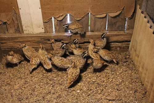 24+ SnowFlake &amp; Mexican Speckled Bobwhite Quail Eggs for hatching
