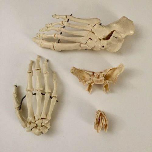 Anatomy Hand, Foot, Ethmoid, And Sphenoid Bone Models