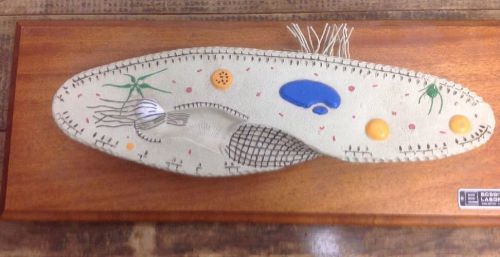 Vintage Bobbitt Laboratories Paramecium Biology Anatomical Model Cell