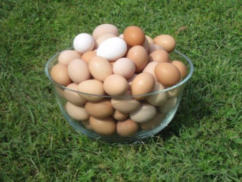 18+Fertile Chicken Hatching Eggs Pure &amp; Mix Barnyard Chemical Free