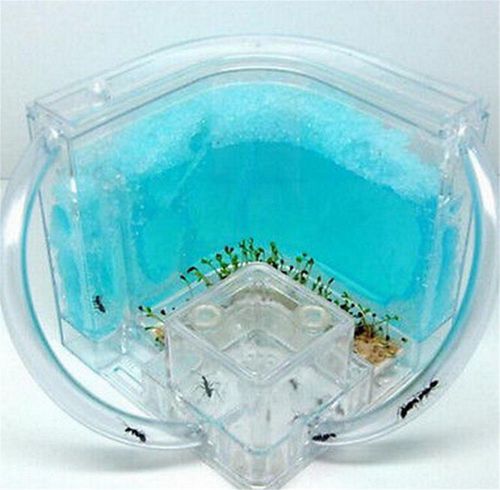 FD3400 Student Science Magnifier Ant Farm Maze Gel Watch Live Ant Habitat Colon^