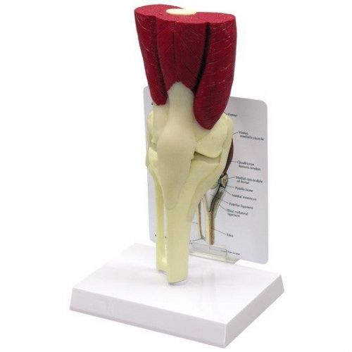 NEW GPI Anatomical Human Muscled Knee Model 1060