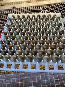 12+ Button Quail Hatching Eggs - Many colors and patterns - Priority Shipping 