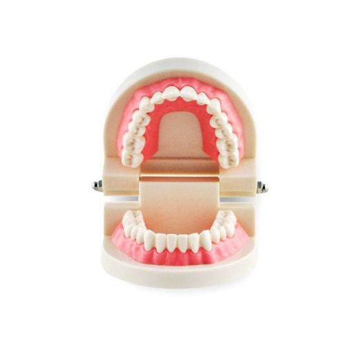 1 Piece Dental Dentist Flesh Pink Gums Standard Teeth Tooth Teach Model gift
