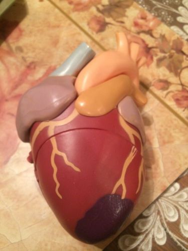 Vintage  Plastic  Heart Model Educational Dr Office Sample,L@@K!