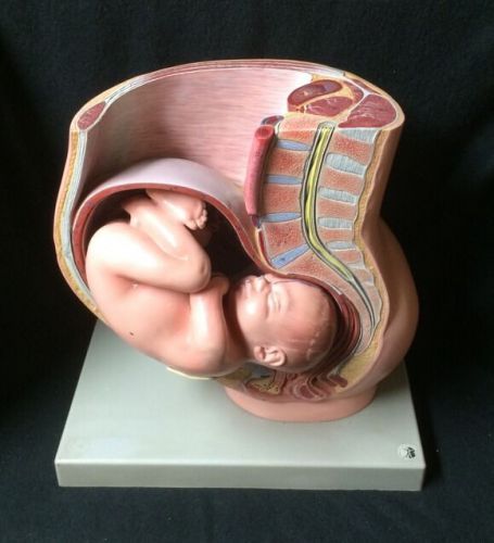SOMSO MS13 Pelvis Uterus Fetus in Ninth Month of Pregnancy Anatomical Baby Model