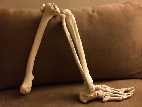 Leg skeleton