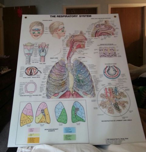 NEW THE RESPIRATORY SYSTEM ANATOMICAL DIAGRAM CHART