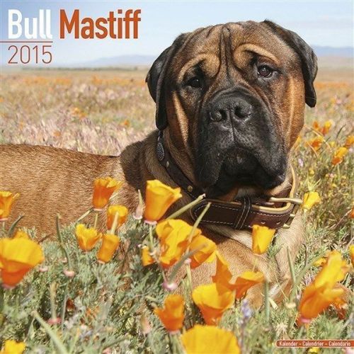 New 2015 bull mastiff wall calendar by avonside- free priority shipping! for sale