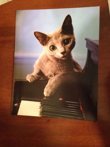 Cat Folder