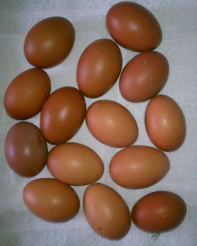 12+ black copper maran hatching eggs