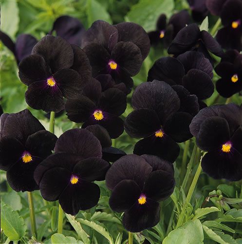 SALE,,,Fresh Beautiful Black Pansy (10+ Seeds) House or Bedding Plant