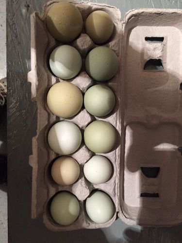 Ameraucana Green Hatching Eggs 24 +