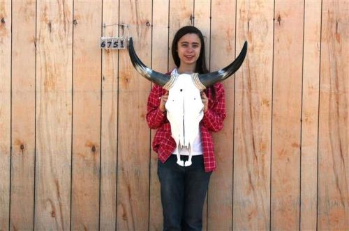 Steer skull long horns 2&#039; 1&#034; cow bull skulls horn h6751 for sale