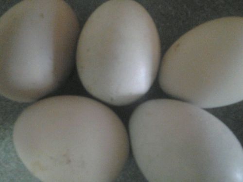 6 pekin duck hatching eggs