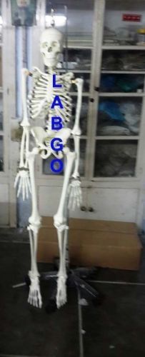 Human Life Size Skeleton LABGO RD4
