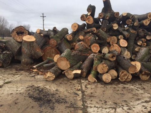 firewood 40&#039;x65&#039; and over 12ft tall in the middle Logs Wood Slab Hard Maple