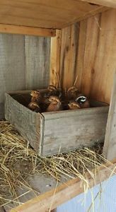 20+ Bobwhite quail hatching eggs