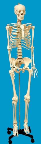 Human skeleton life size cast model with stand wheels educational quality for sale