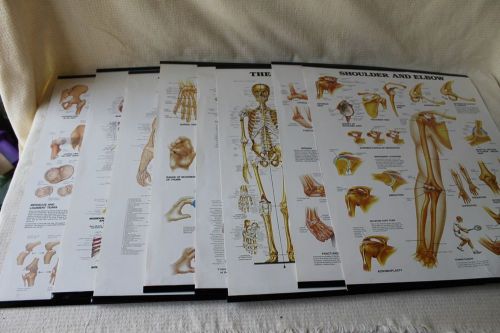 8 - Anatomical Chart Co Skeletal, Nervous, Spinal &amp; MORE 11&#034; x 14&#034; Poster