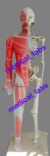 Human showing muscle cum skeleton anatomic model half skeleton  medical_labs