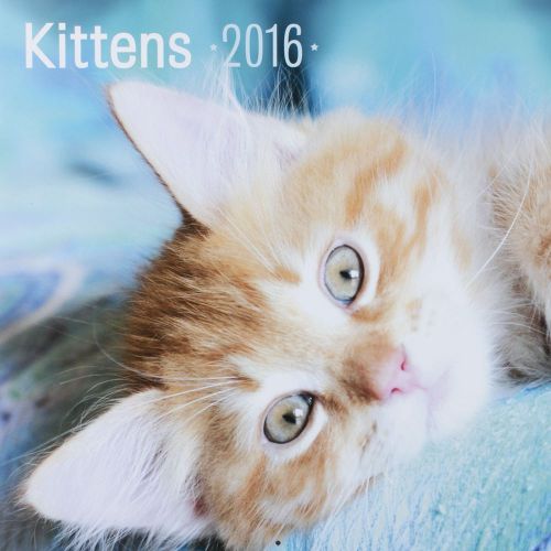 16-Month 2016 KITTENS Wall Calendar NEW &amp; SEALED Cute Animals &amp; Cuddly Cats