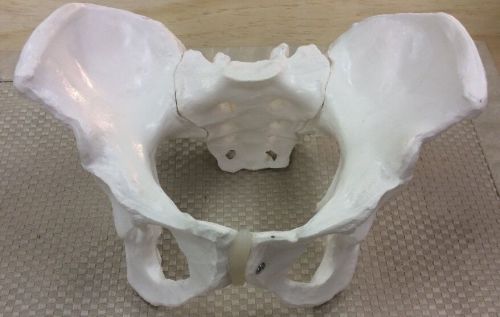 3B Scientific A61 Female Pelvic Skeleton Model, 7.5&#034; x 9.8&#034; x 9.4&#034;
