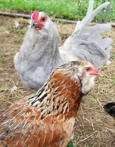 12+2 LAVENDER Ameraucana and Faveraucana Hatching Eggs