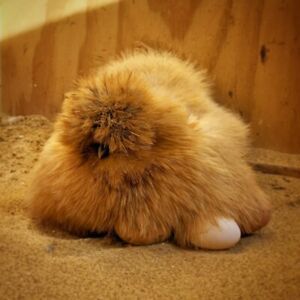 10+ Silkie Hatching Eggs READ DESCRIPTION