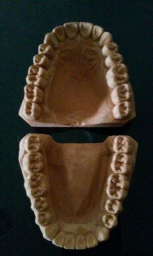 **Dental Lab Cast Study Teeth Models**