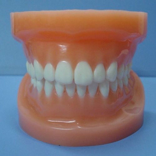 Two-color oral standard model dentition