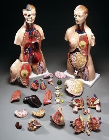Male female torso classroom anatomical model lfa #2379 33 1/2&#034; tall for sale