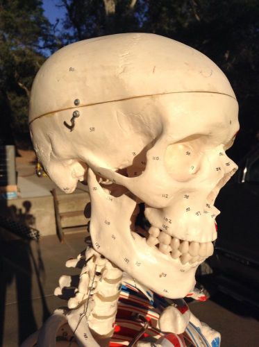 anatomical human skeleton model
