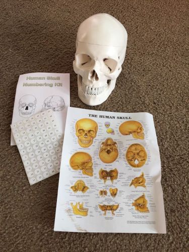 Life size skull with labels for sale