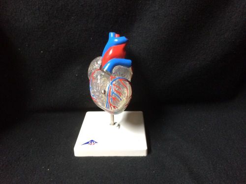 3B Scientific - G08/3 Classic Heart with Conducting Anatomical Model (G 08/3)