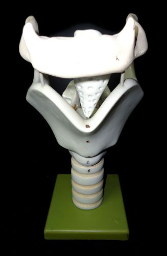 SOMSO Cartilages of the Larynx - one piece Anatomical Teaching Model