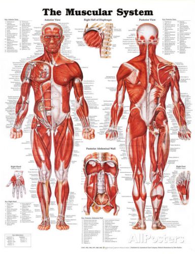 The Muscular System Anatomical Chart Poster Print