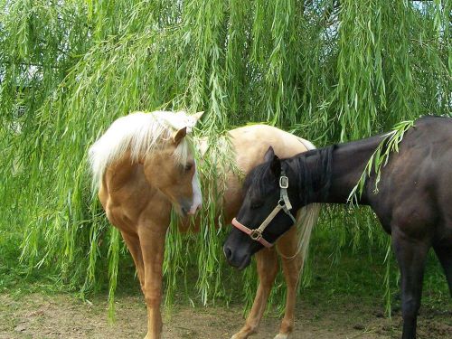 Black Tan Horse Lover Print Hotel Office Professional Digital Photography Gift