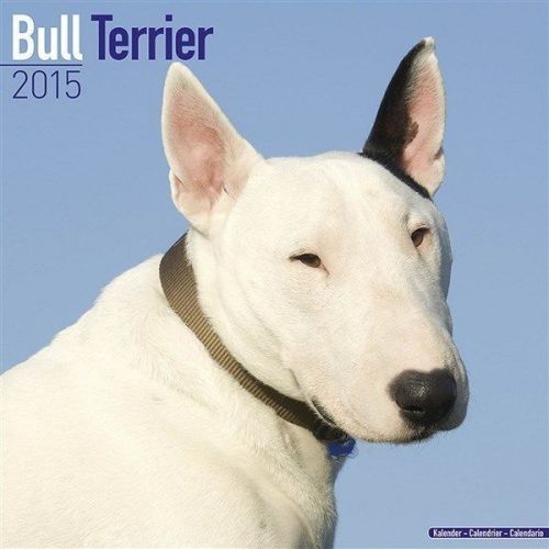 New 2015 bull terrier wall calendar by avonside- free priority shipping! for sale