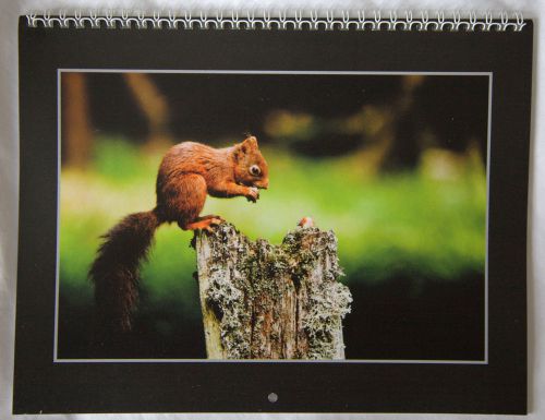 red squirrel calendar 2015