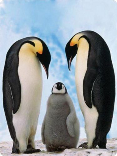 Emperor Penguins Warm Parents &amp; Baby  Mouse Pad