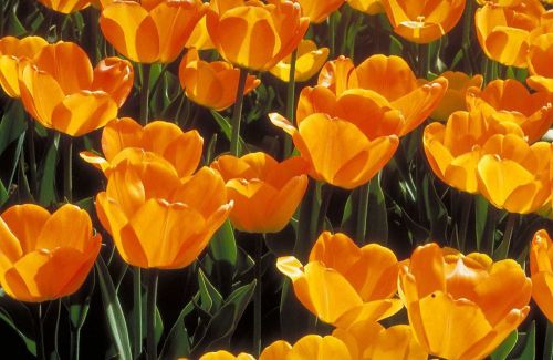 COREL STOCK PHOTO CD -Tulips Series 258000