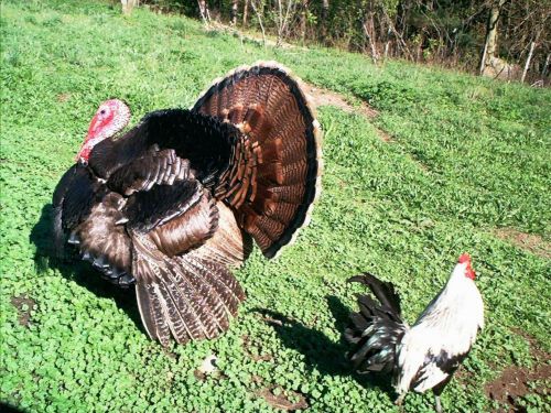 Lets raise some Turkeys! 75+Books and guides on CD! Hatching Eggs,Pens&amp;More!@@