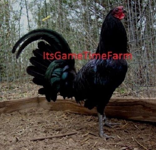 6 Black Gamefowl Hatching Eggs