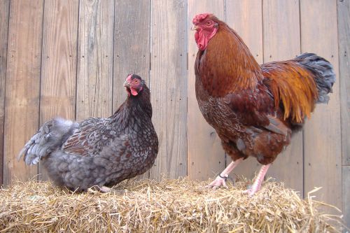 10+  Blue Laced Red Wyandotte Chicken Hatching Eggs NPIP BLRW
