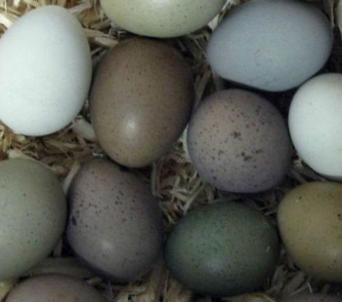 12+ button quail hatching eggs with heat pack