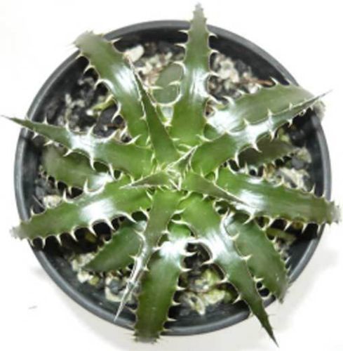 Fresh Rare Dyckia Velascana bromeliad succulent cactus (5 Seeds) WOW!!!!!