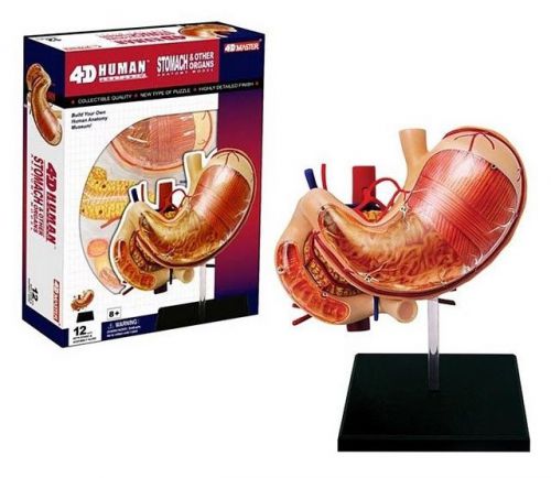 4D STOMACH Digestive Organs Pancreas Human Body Anatomy 3D Model science Medical