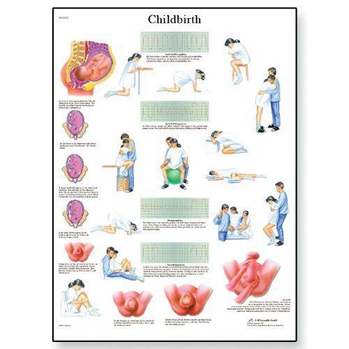 3b scientific vr1555l glossy laminated paper childbirth anatomical chart  poster for sale