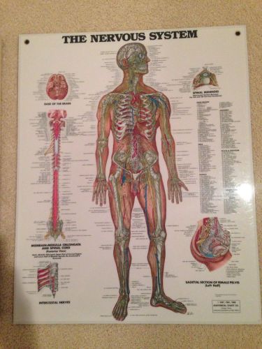 human anatomy poster Bundle